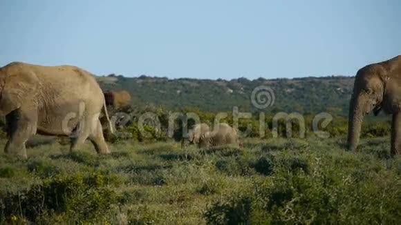 国家公园的母象和小象视频的预览图