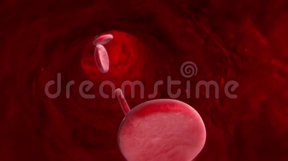 血细胞静脉动脉毛细血管3D动动画视频的预览图