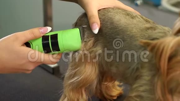 兽医在兽医诊所用剪发器修剪约克郡猎犬视频的预览图