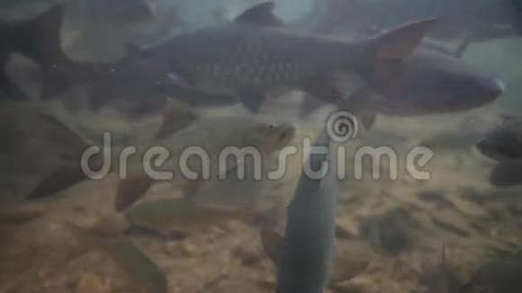 索洛溪鲤鱼或科学名Neolissochilusstracheyi在NamtokPhlio国家公园Chanthaburi的水下拍视频的预览图