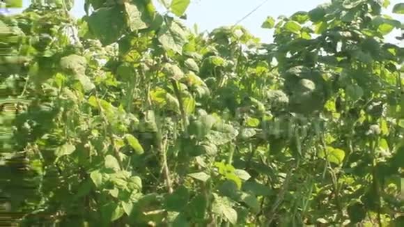 花园里的豌豆视频的预览图