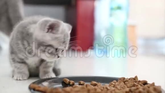 小猫吃特写镜头视频的预览图