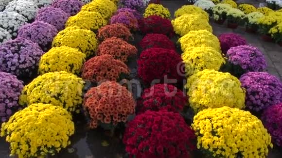 秋天市场上五颜六色的花视频的预览图