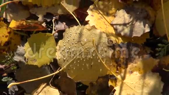 秋天露露的白杨树叶子背景视频的预览图