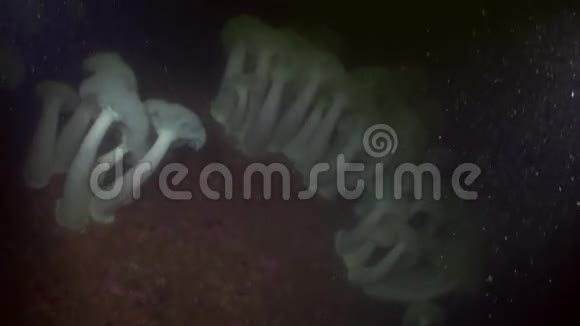阿拉斯加海洋海底背景海底的白放线菌素视频的预览图