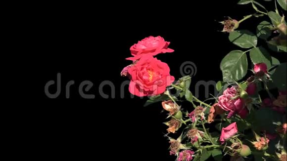 盛开的玫瑰花被隔离视频的预览图