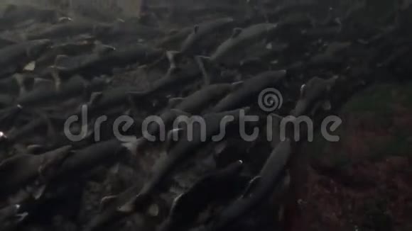 一群鲑鱼在阿拉斯加的海洋中游到水下产卵视频的预览图