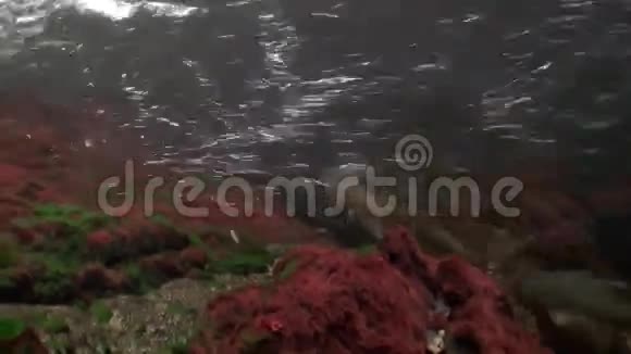一群鲑鱼在阿拉斯加的海洋中游到水下产卵视频的预览图