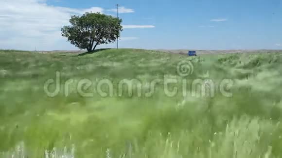 美丽挥动的荒野草视频的预览图