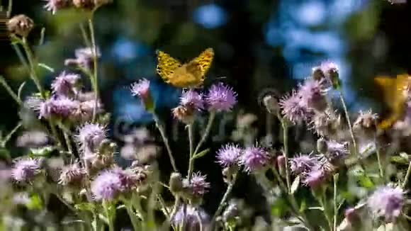 蝴蝶吃花的花粉视频的预览图