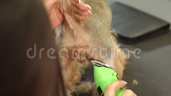 兽医在兽医诊所用剪发器修剪约克郡猎犬视频的预览图