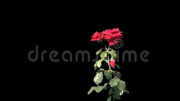 盛开的玫瑰花被隔离视频的预览图