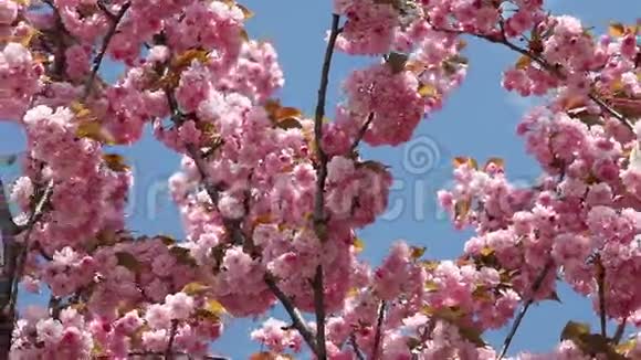 春暖花开的樱桃在阳光明媚的日子里视频的预览图