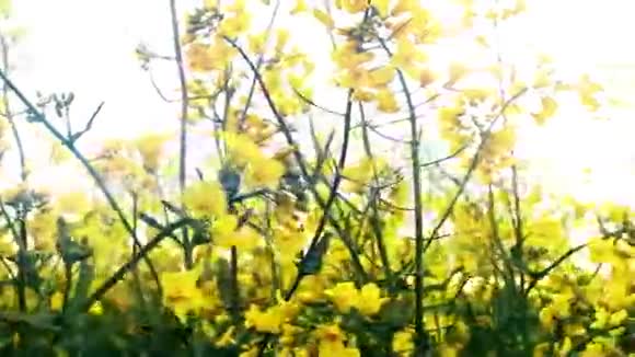 日落时的田野鲜花特写瞥见金色的太阳视频的预览图