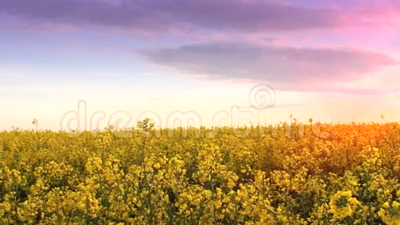 日落时的田野鲜花特写瞥见金色的太阳视频的预览图
