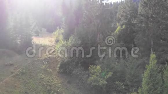 山林景观从四架直升机上射树美丽的山林视频的预览图