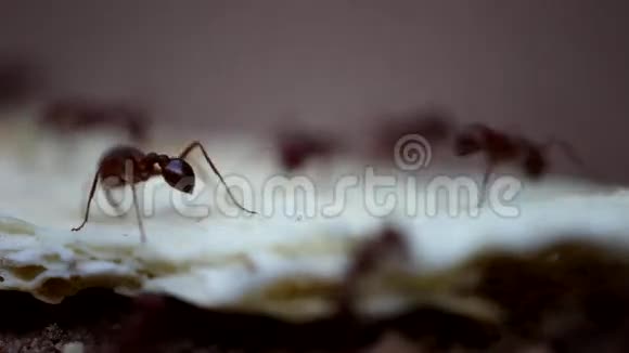 红收割机蚂蚁吃饼干视频的预览图