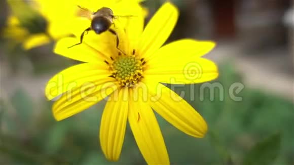 在黄色的花朵上慢慢靠近蜜蜂视频的预览图