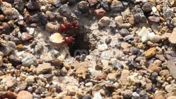 红色收割机蚂蚁在巢周围收集食物视频的预览图