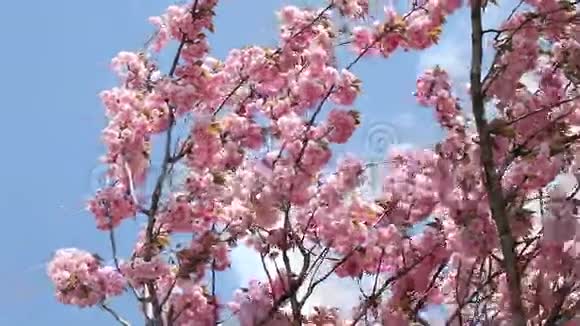 春暖花开的樱桃在阳光明媚的日子里视频的预览图