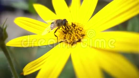 在黄色的花朵上慢慢靠近蜜蜂视频的预览图