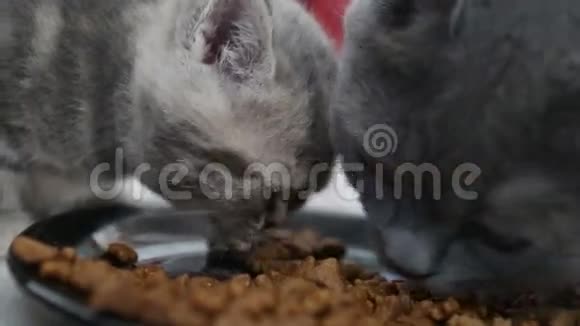 小猫吃特写镜头视频的预览图