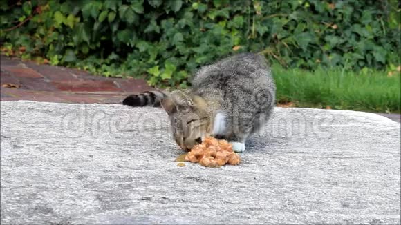 饿的小猫在外面吃东西视频的预览图