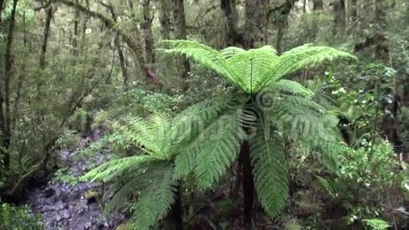 新西兰森林绿浓视频的预览图