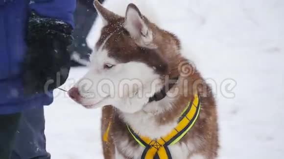 一对带着雪橇的狗准备出发视频的预览图