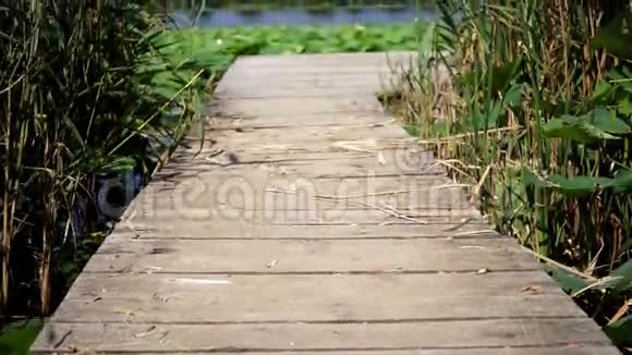 有芦苇和荷叶的湖边木墩视频的预览图