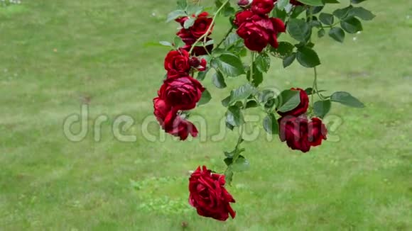 玫瑰花枝红色盛开挂在夏园视频的预览图