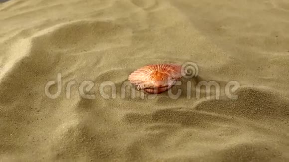 奇妙的贝壳粉红色在沙子上影子上视频的预览图