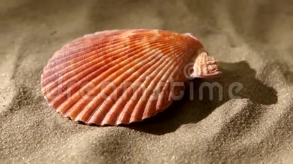 贝壳粉红色在沙子上背光旋转视频的预览图