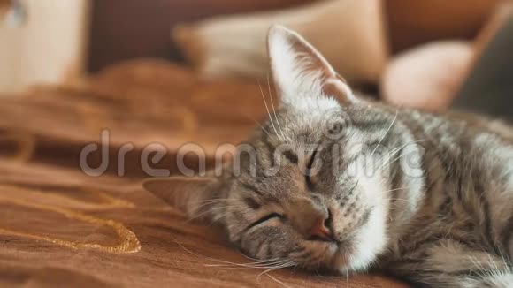 睡眠条纹猫猫完美的梦想猫睡在毯子里的生活方式选择性的专注猫睡觉视频的预览图