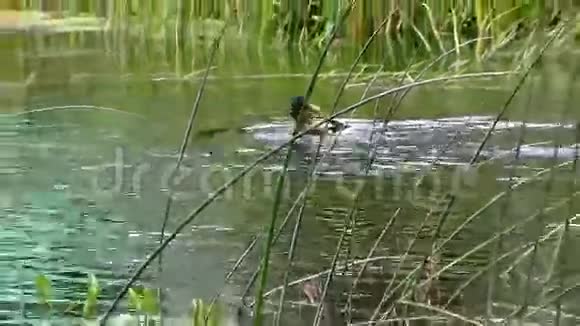 雄鸭鸟吹着羽毛溅起河水视频的预览图