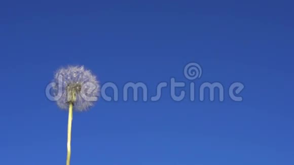 蒲公英的种子在蓝天上飞翔视频的预览图