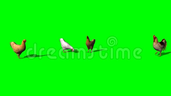 公鸡和鸡绿色屏幕视频的预览图