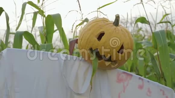 万圣节的庆祝活动一个拿着杰克灯笼的稻草人而不是站在玉米地里的头视频的预览图