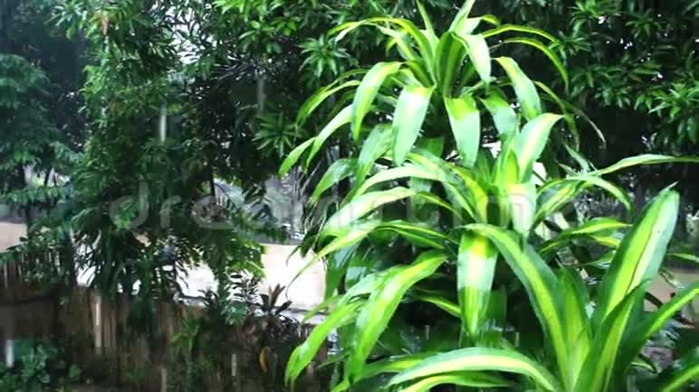 落在植物叶子上的水滴热带雨林视频的预览图