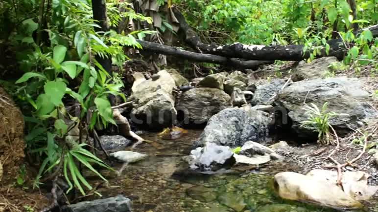 热带丛林中一条清澈的小溪视频的预览图