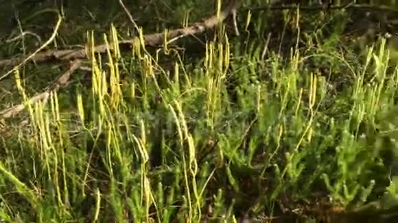 紫草药用植物视频的预览图