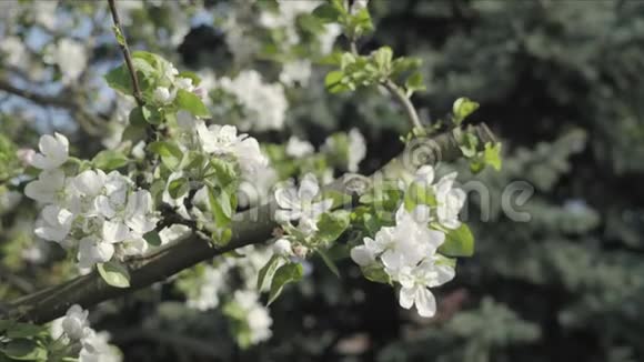 春季主题秋季花瓣的细节苹果花视频的预览图