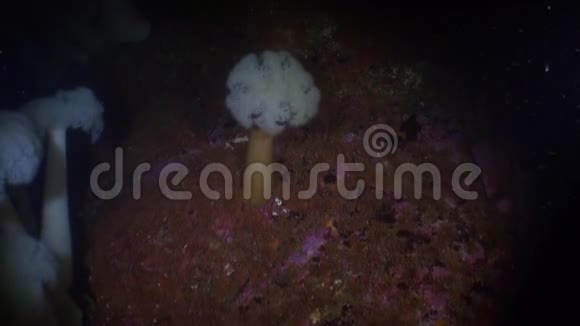 阿拉斯加海洋海底背景海底的白放线菌素视频的预览图