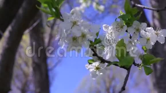 腊樱花春时视频的预览图