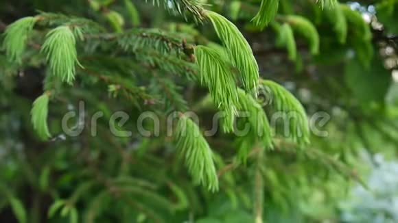 年轻的绿杉树枝在微风中移动特写镜头视频的预览图