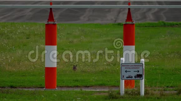 靠近杜塞尔多夫机场跑道的兔子视频的预览图