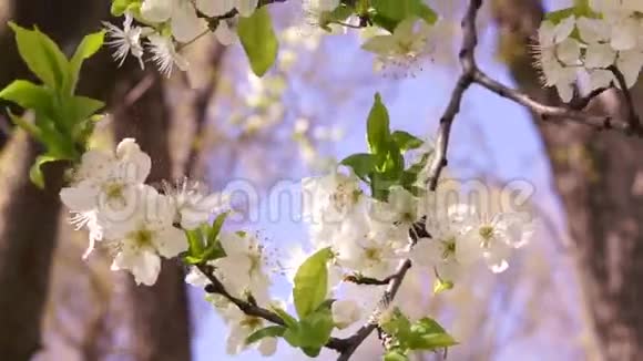 腊樱花春时视频的预览图