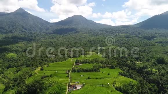 印度尼西亚巴厘岛令人惊叹的风景稻田空中录像视频的预览图