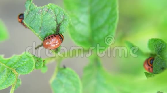 科罗拉多马铃薯甲虫幼虫在花园里吃土豆叶害虫和寄生虫破坏农业作物视频的预览图