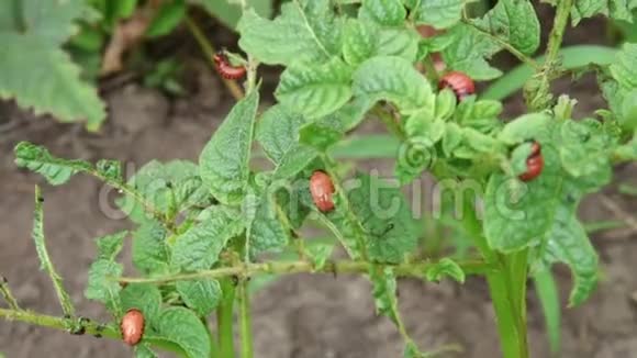 科罗拉多马铃薯甲虫幼虫在花园里吃土豆叶害虫和寄生虫破坏农业作物视频的预览图